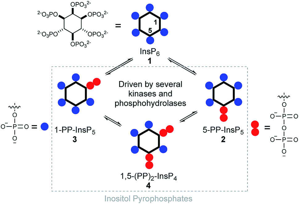 cytosolic,kinase caged inositol pyrophosphates controls oscillations of cytosolic