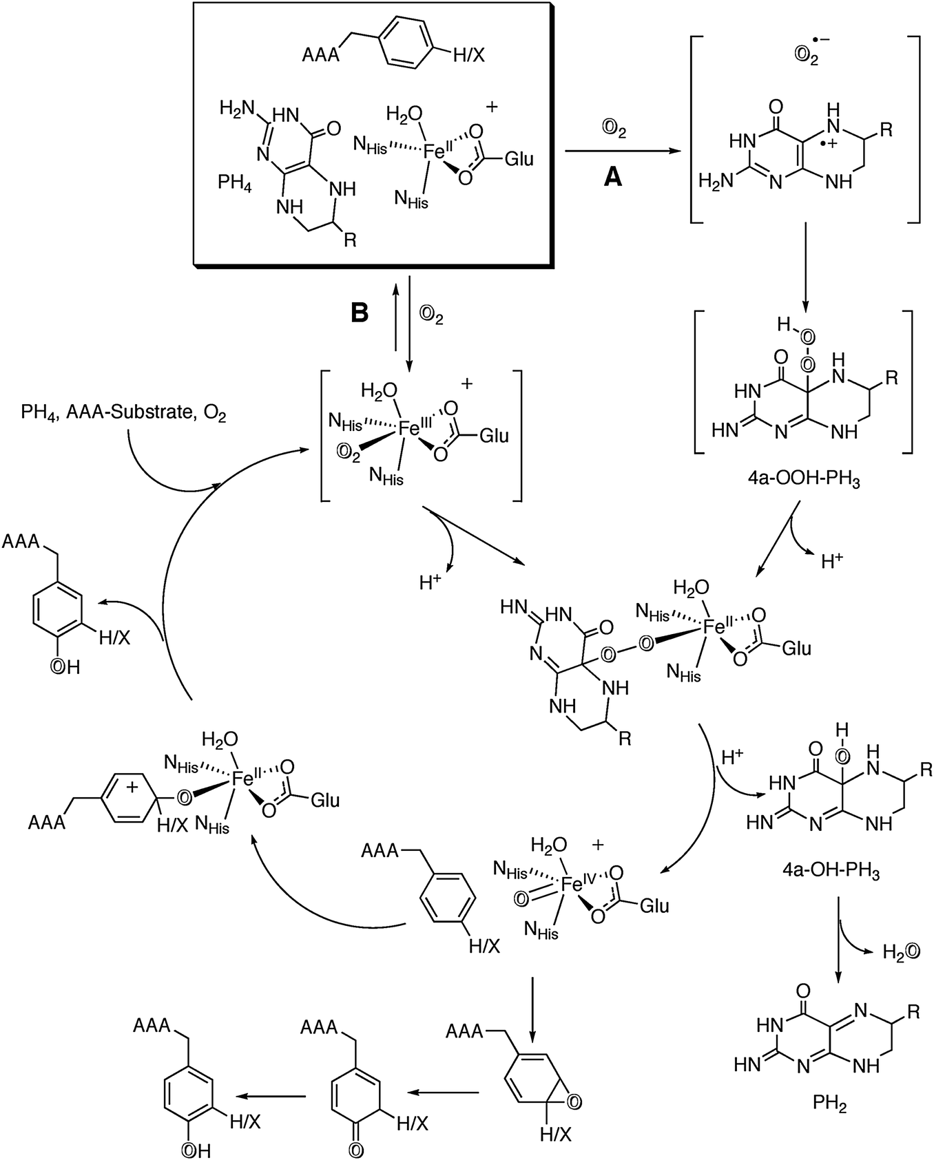 4 Aromatic Amino Acids in the Brain Wurtman Lab MIT