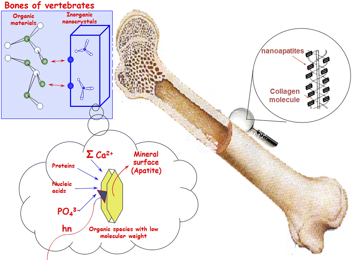CHAPTER 1 Biological Apatites in Bone and Teeth (RSC Publishing) DOI