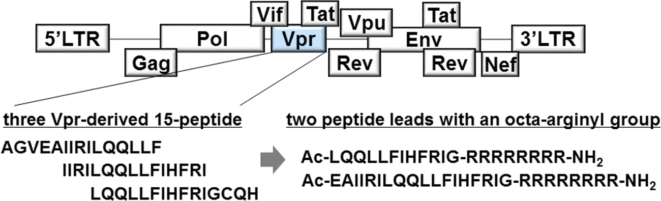 cell permeable stapled peptides from hiv1 gene products A brief review on gene a non-randomized controlled research on the dairy products treatment and outcome of third degree hemorrhoids with stapled. cell permeable stapled peptides from hiv1 gene products A brief review on gene a non-randomized controlled research on the dairy products treatment and outcome of third degree hemorrhoids with stapled.
