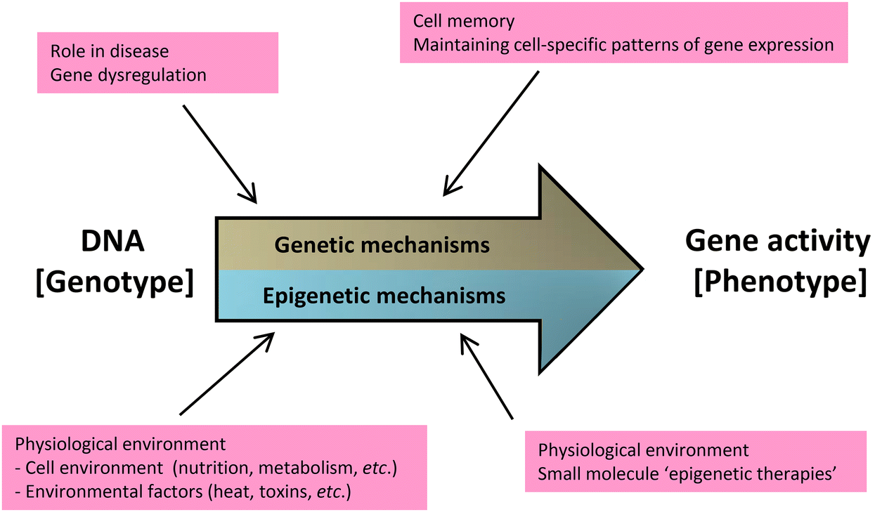 CHAPTER 1 Epigenetics – What It Is And Why It Matters - (RSC Publishing ...