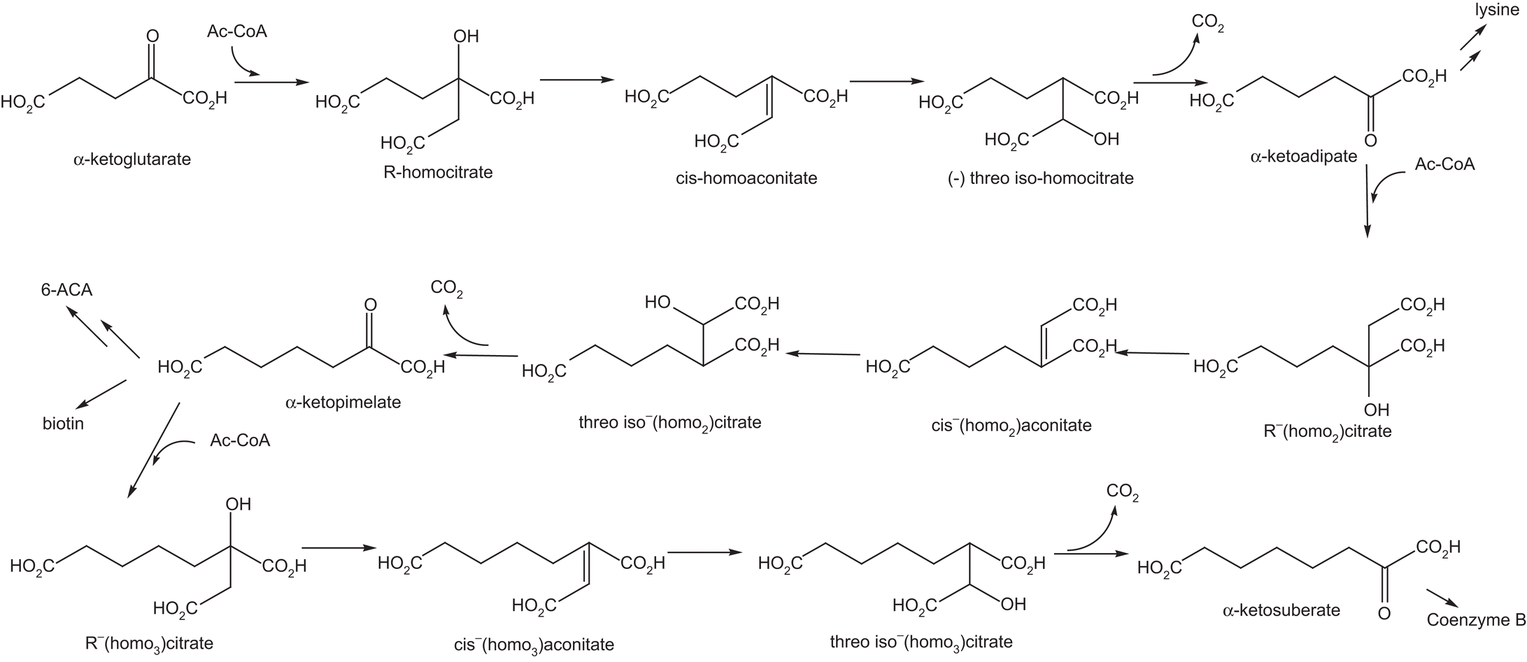 Enzyme used to synthesise pla