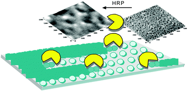  In situ SFM study of 2D-polyaniline surface-confined enzymatic polymerization