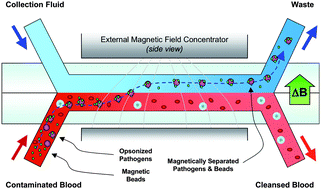 Graphical abstract: Micromagnetic–microfluidic blood cleansing device