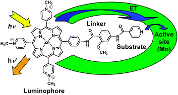 Graphical abstract: Design and synthesis of water soluble (metallo)porphyrins with pendant arms: studies of binding to xanthine oxidase