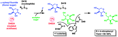 Graphical abstract: O-Glycoligases, a new category of glycoside bond-forming mutant glycosidases, catalyse facile syntheses of isoprimeverosides