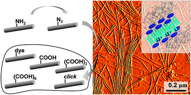 Graphical abstract: A modular approach towards functional decoration of peptide–polymer nanotapes