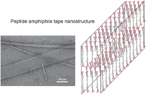 Graphical abstract: Fibrillar superstructure from extended nanotapes formed by a collagen-stimulating peptide