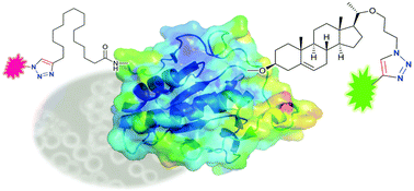 Graphical abstract: Bioorthogonal chemical tagging of protein cholesterylation in living cells