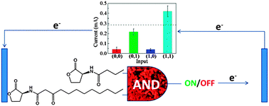 Graphical abstract: Bacteria-based AND logic gate: a decision-making and self-powered biosensor