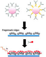 Amino Acid