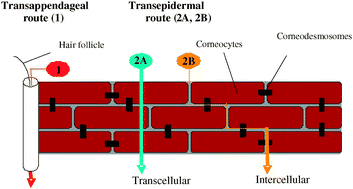 skin barrier