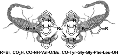 TpRu(p-(CO-Tyr-Gly-Gly-Phe-Leu-OH)-C6H4Tp) as the first example of a ruthenium Tp sandwich bioconjugate