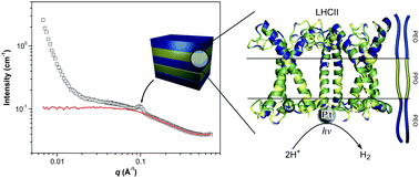 biohybrid photoconversion systems 