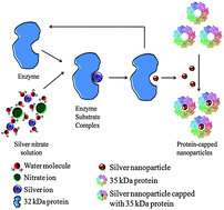 Extracellular biosynthesis