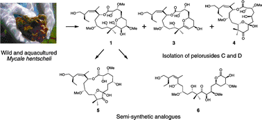 Structure–activity studies of the pelorusides: new congeners and semi-synthetic analogues