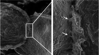 Graphical abstract: Development of an injectable system based on elastin-like recombinamer particles for tissue engineering applications