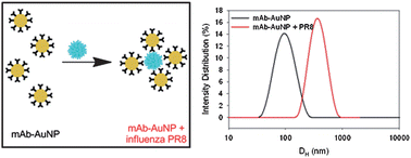Graphical abstract: One-step assay for detecting influenza virus using dynamic light scattering and gold nanoparticles