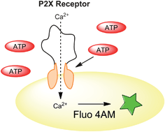 P2X1 receptor