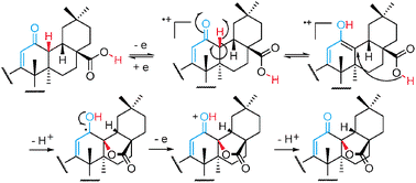 Graphical abstract: DDQ-promoted dehydrogenation from natural rigid polycyclic acids or flexible alkyl acids to generate lactones by a radical ion mechanism