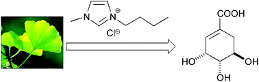 Graphical abstract: Extraction and isolation of shikimic acid from Ginkgo biloba leaves utilizing an ionic liquid that dissolves cellulose