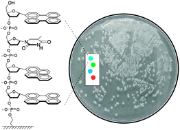 Graphical abstract: Fluorescent DNA chemosensors: identification of bacterial species by their volatile metabolites