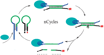 Graphical abstract: Nicking enzyme based homogeneous aptasensors for amplification detection of protein