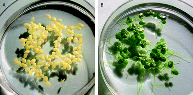 Graphical abstract: Bioassay for assessing cell stress in the vicinity of radio-frequency irradiating antennas