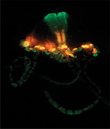 Graphical abstract: Multi-domain GFP-like proteins from two species of marine hydrozoans