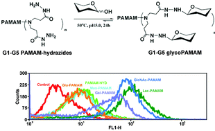 Graphical abstract: Facile glycosylation of dendrimers for eliciting specific cell–material interactions