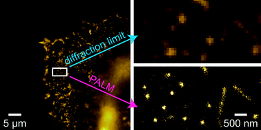 Graphical abstract: Fluorescent probes for superresolution imaging of lipid domains on the plasma membrane