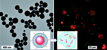Graphical abstract: Lipid-coated nanoscale coordination polymers for targeted delivery of antifolates to cancer cells