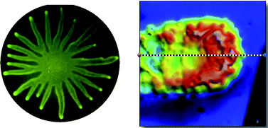 Graphical abstract: Surface tension gradient control of bacterial swarming in colonies of Pseudomonas aeruginosa