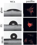 Graphical abstract: Role of superhydrophobicity in the biological activity of fibronectin at the cell–material interface