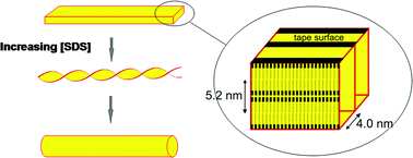 Graphical abstract: Modulating self-assembly of a nanotape-forming peptide amphiphile with an oppositely charged surfactant