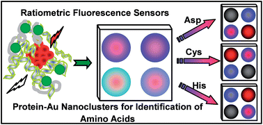 Protein-gold nanoclusters for identification of amino acids by metal ions modulated ratiometric fluorescence