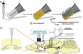 Microelectrodes with gold nanoparticles and self-assembled monolayers for in vivo recording of striatal dopamine