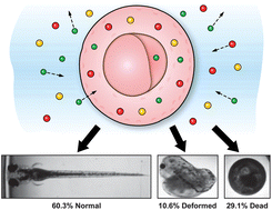 Single nanoparticle spectroscopy for real-time in vivo quantitative analysis of transport and toxicity of single nanoparticles in single embryos