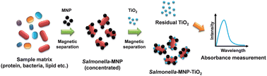 A facile and sensitive detection of pathogenic bacteria using magnetic nanoparticles and optical nanocrystal probes