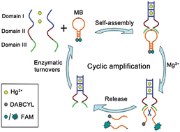 Amplified fluorescence detection of mercury(II) ions (Hg2+) using target-induced DNAzyme cascade with catalytic and molecular beacons