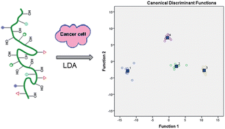 Fluorescent polymer-based post-translational differentiation and subtyping of breast cancer cells