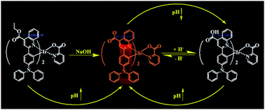 pH effect on carboxylic-substituted iridium(III) complex