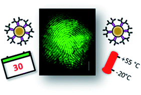 Use of antibody-magnetic particle conjugates to develop aged fingerprints