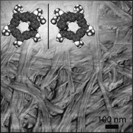 Graphical abstract: Mirror symmetry breaking and chiral amplification in foldamer-based supramolecular helical aggregates