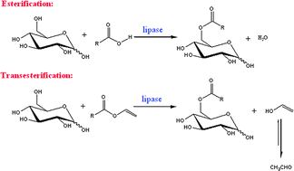 sugar fatty acid synthesis