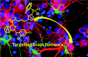 Graphical abstract: Organometallic anticancer agents that interfere with cellular energy processes: a subtle approach to inducing cancer cell death