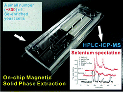 Speciation of selenium in cells by HPLC-ICP-MS after (on-chip) magnetic solid phase extraction