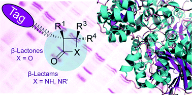 β-lactams and β-lactone probes for chemical biology