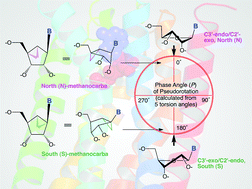G蛋白偶联嘌呤和嘧啶受体配体中一种核糖修饰的甲烷碳环：合成方法