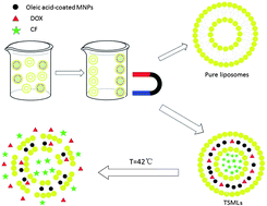 Scheme for fabrication of thermosensitive magnetic liposomes
